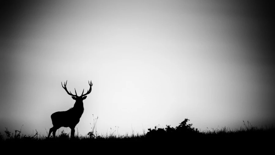 Silhouette of a red Deer Stag during the rut of the deer. Silhouette of a red Deer Stag during the rut of the deer.
