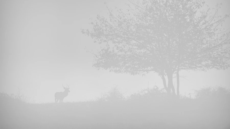 Red Deer Stag in the fog during the rut of the deer. Red Deer Stag in the fog during the rut of the deer.