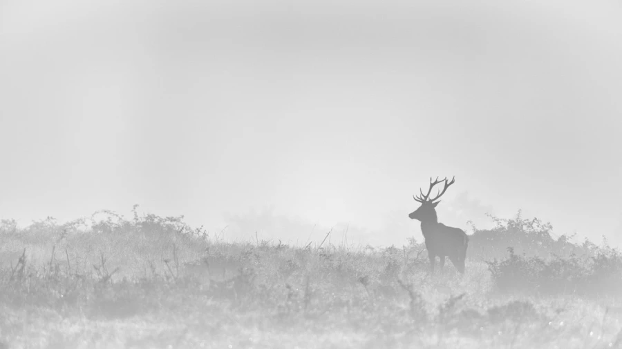 Red Deer Stag in the fog during the rut of the deer. Red Deer Stag in the fog during the rut of the deer.