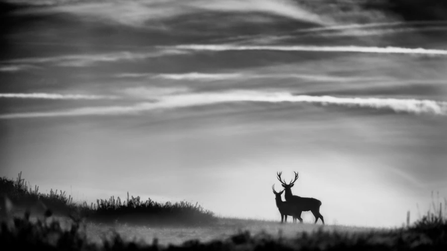 Silhouette of a red Deer Stag during the rut of the deer. Silhouette of a red Deer Stag during the rut of the deer.
