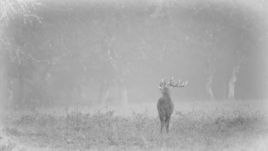 Red Deer Stag in the fog during the rut of the deer. Red Deer Stag in the fog during the rut of the deer.