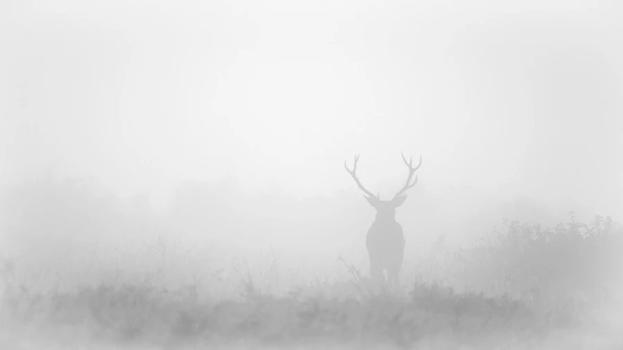 Red Deer Stag in the fog during the rut of the deer. Red Deer Stag in the fog during the rut of the deer.