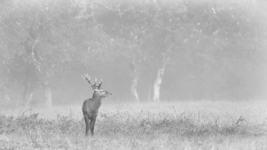 Red Deer Stag in the fog during the rut of the deer. Red Deer Stag in the fog during the rut of the deer.