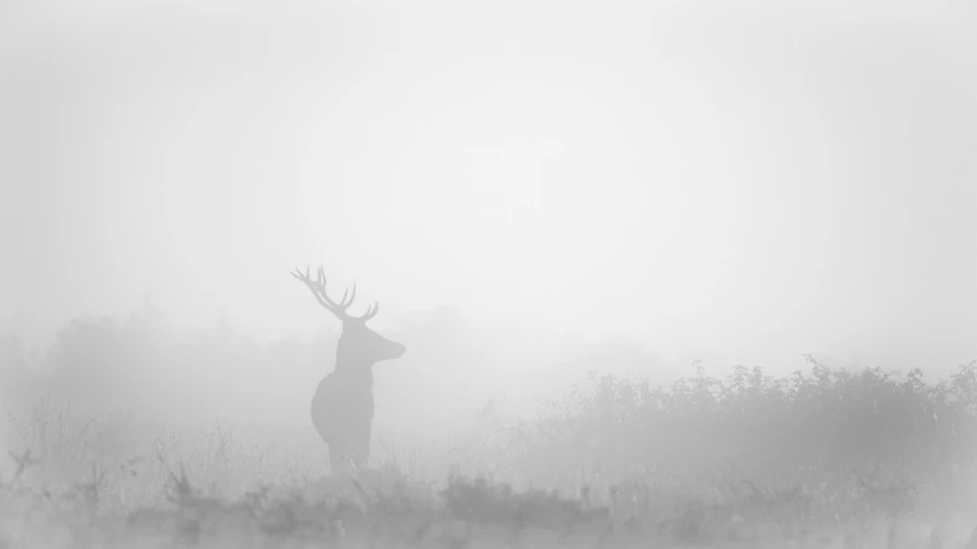 Red Deer Stag in the fog during the rut of the deer. Red Deer Stag in the fog during the rut of the deer.