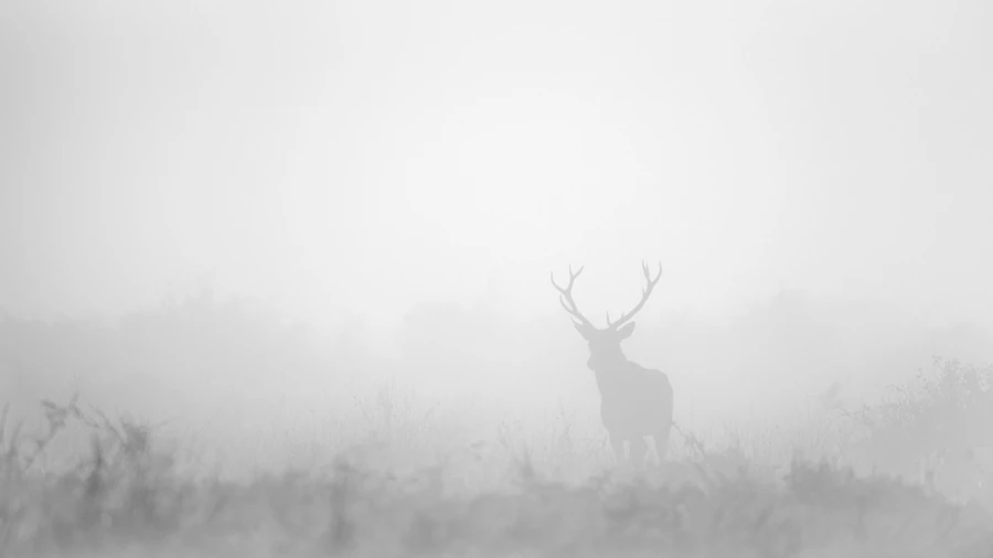 Red Deer Stag in the fog during the rut of the deer. Red Deer Stag in the fog during the rut of the deer.