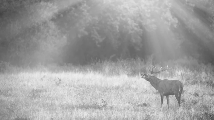 Red Deer Stag in the fog during the rut of the deer. Red Deer Stag in the fog during the rut of the deer.