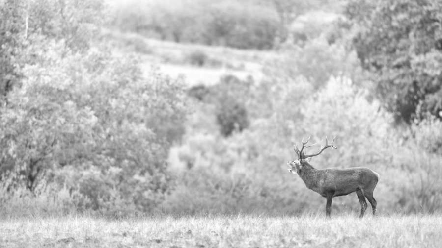 Red Deer Stag in the fog during the rut of the deer. Red Deer Stag in the fog during the rut of the deer.