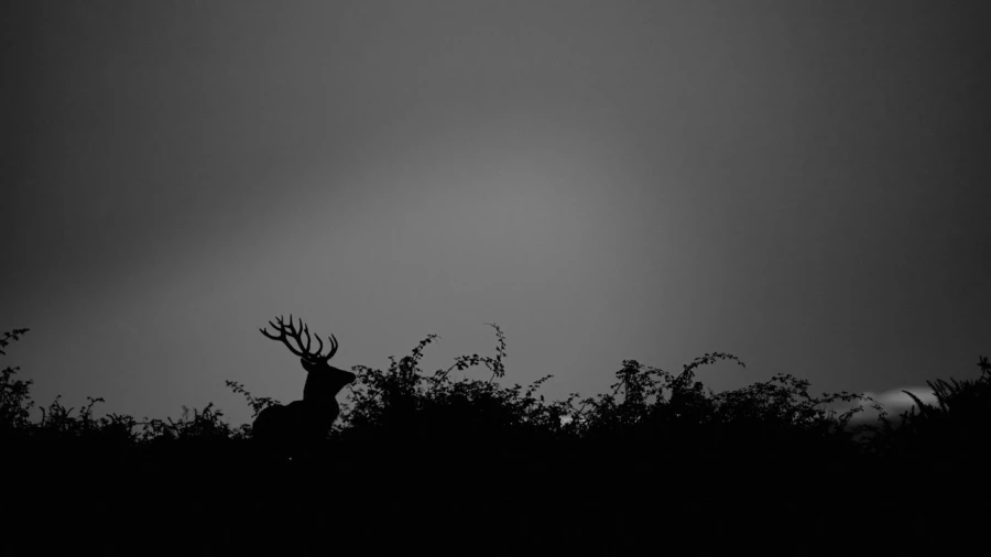 Silhouette of a red Deer Stag during the rut of the deer. Silhouette of a red Deer Stag during the rut of the deer.