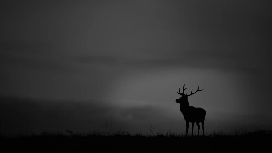 Silhouette of a red Deer Stag during the rut of the deer. Silhouette of a red Deer Stag during the rut of the deer.