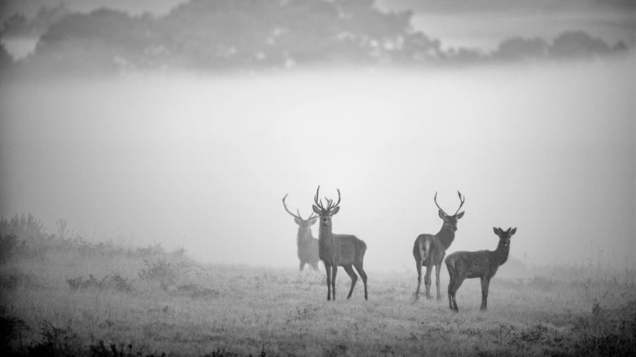 Red Deer Stag in the fog during the rut of the deer. Red Deer Stag in the fog during the rut of the deer.