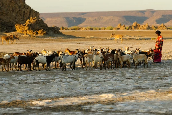 Paysage de Lac Abbé à Djibouti. Paysage de Lac Abbé à Djibouti.