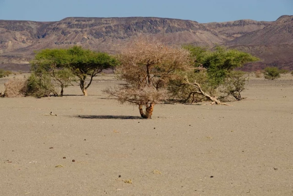 Paysage de Lac Abbé à Djibouti. Paysage de Lac Abbé à Djibouti.
