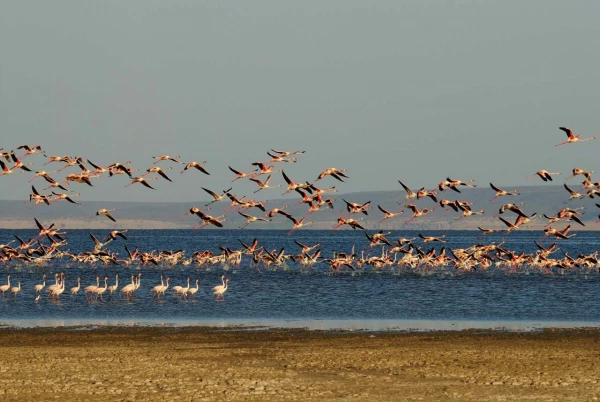 Paysage de Lac Abbé à Djibouti. Paysage de Lac Abbé à Djibouti.