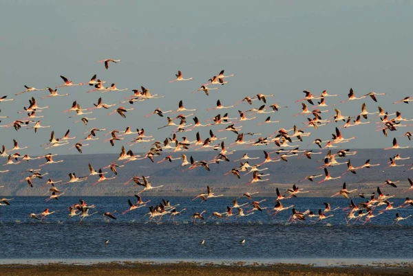 Paysage de Lac Abbé à Djibouti. Paysage de Lac Abbé à Djibouti.
