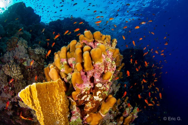 001 eric g stage reserves australes octobre 2019 001 eric g stage reserves australes octobre 2019