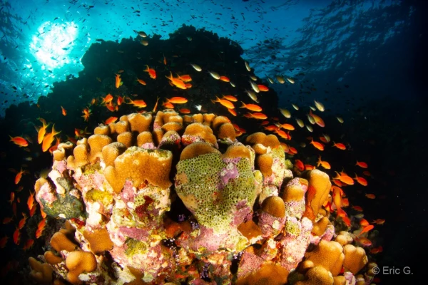 002 eric g stage reserves australes octobre 2019 002 eric g stage reserves australes octobre 2019