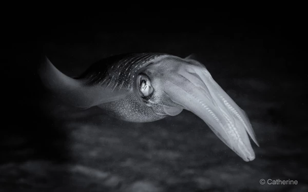 003 catherine stage lattitude27 octobre 2018 003 catherine stage lattitude27 octobre 2018