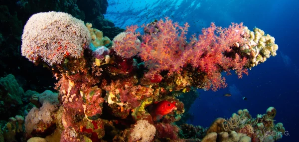 004 eric g stage reserves australes octobre 2019 004 eric g stage reserves australes octobre 2019