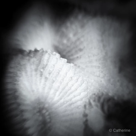 005 catherine stage lattitude27 octobre 2018 005 catherine stage lattitude27 octobre 2018