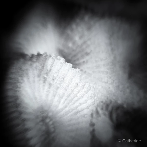 005 catherine stage lattitude27 octobre 2018 005 catherine stage lattitude27 octobre 2018