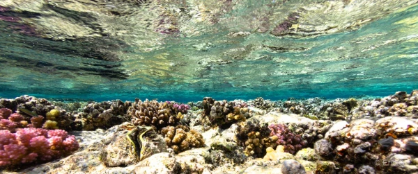 005 eric g stage reserves australes octobre 2019 005 eric g stage reserves australes octobre 2019