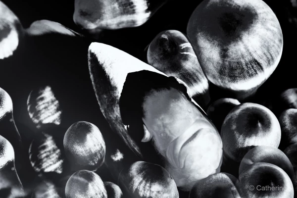 006 catherine stage lattitude27 octobre 2018 006 catherine stage lattitude27 octobre 2018