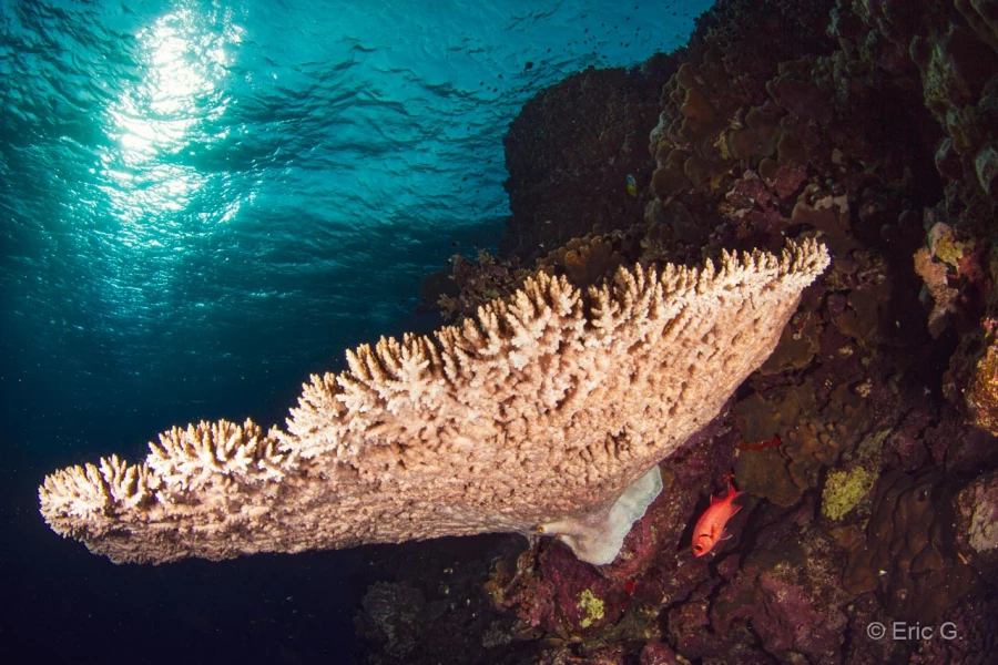 006 eric g stage reserves australes octobre 2019 006 eric g stage reserves australes octobre 2019