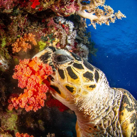 007 eric g stage reserves australes octobre 2019 007 eric g stage reserves australes octobre 2019