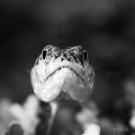 008 eric g stage reserves australes octobre 2019 008 eric g stage reserves australes octobre 2019