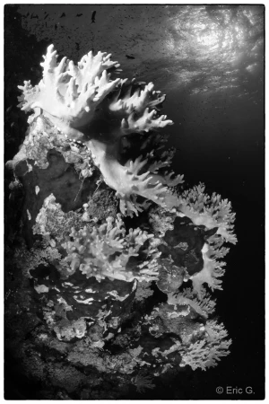 009 eric g stage reserves australes octobre 2019 009 eric g stage reserves australes octobre 2019