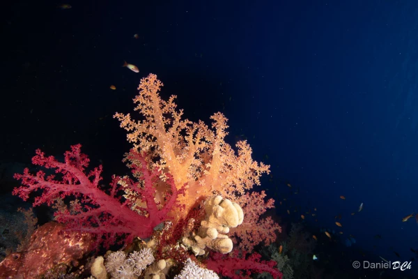 010 daniel stage lattitude27 octobre 2018 010 daniel stage lattitude27 octobre 2018