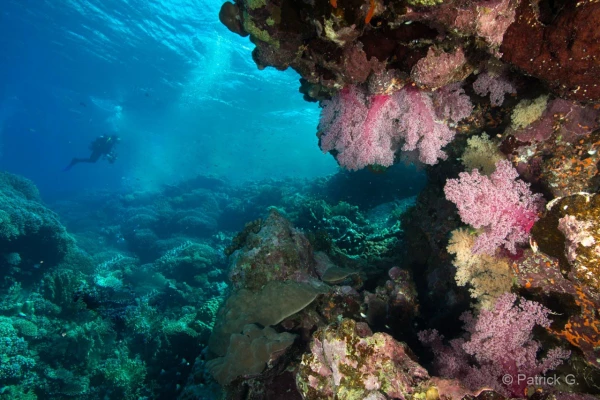 012 patrick stage reserves australes octobre 2019 012 patrick stage reserves australes octobre 2019