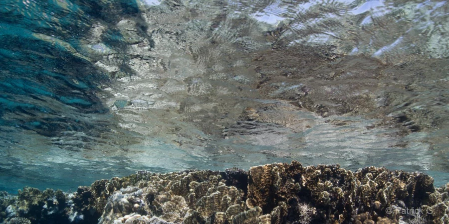 013 patrick stage reserves australes octobre 2019 013 patrick stage reserves australes octobre 2019