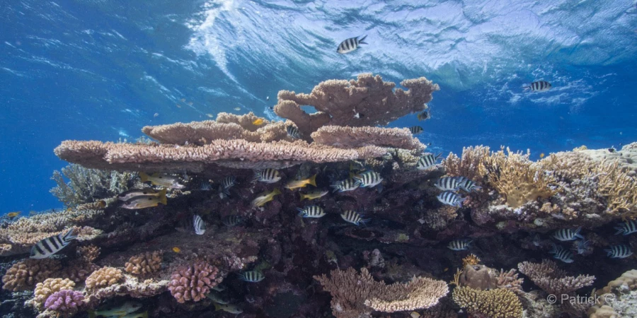 014 patrick stage reserves australes octobre 2019 014 patrick stage reserves australes octobre 2019