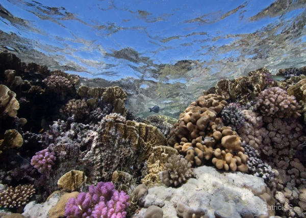 015 patrick stage reserves australes octobre 2019 015 patrick stage reserves australes octobre 2019