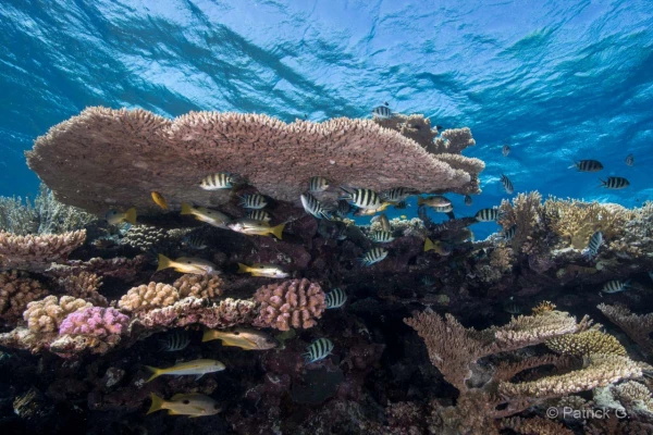 016 patrick stage reserves australes octobre 2019 016 patrick stage reserves australes octobre 2019