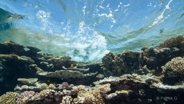 017 patrick stage reserves australes octobre 2019 017 patrick stage reserves australes octobre 2019