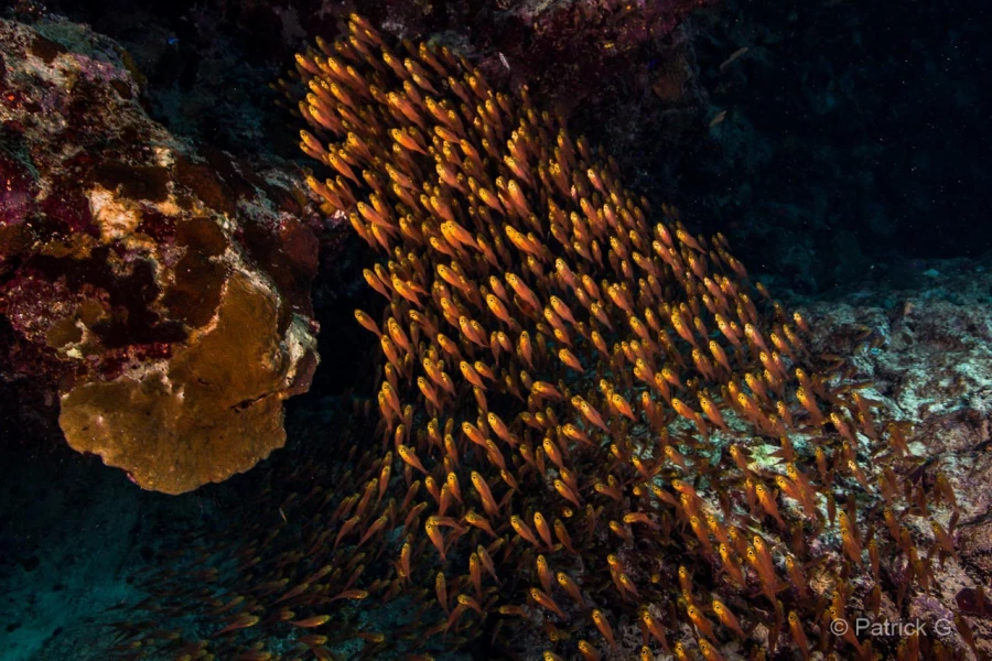 018 patrick stage reserves australes octobre 2019 018 patrick stage reserves australes octobre 2019