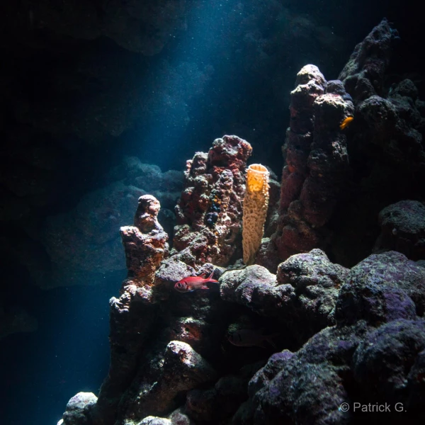 020 patrick stage reserves australes octobre 2019 020 patrick stage reserves australes octobre 2019