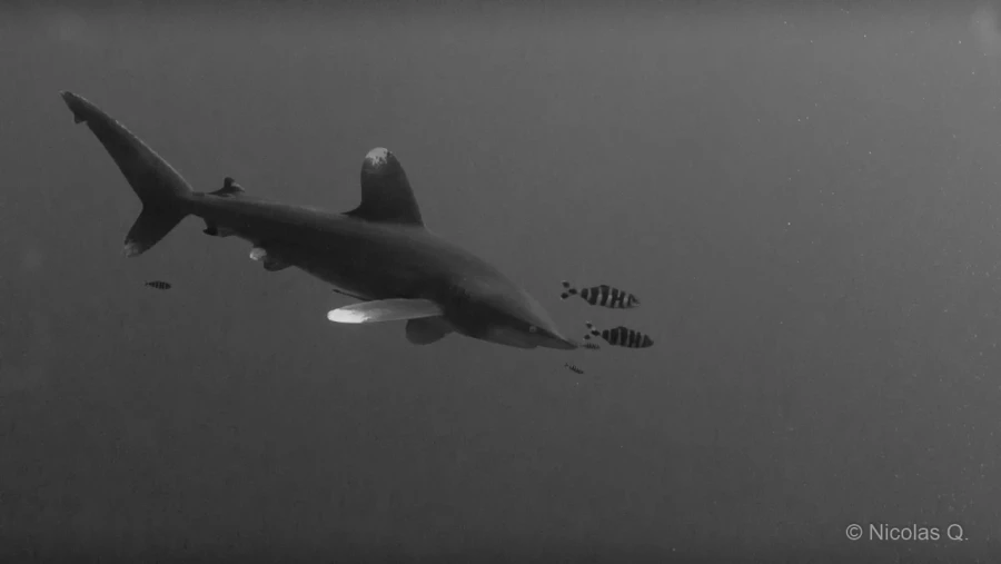 037 nicolas stage lattitude27 octobre 2018 037 nicolas stage lattitude27 octobre 2018