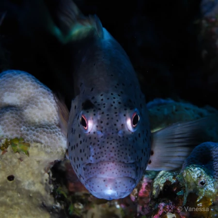 051 vanessa stage lattitude27 octobre 2018 051 vanessa stage lattitude27 octobre 2018