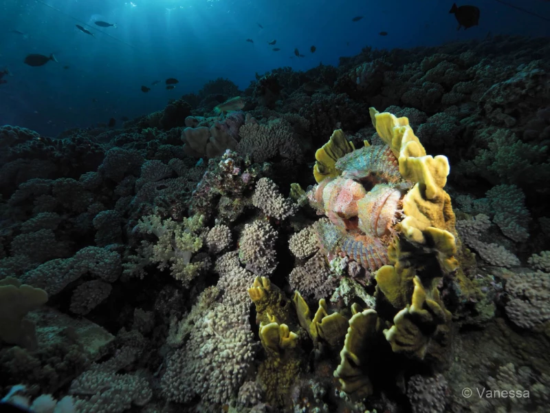 052 vanessa stage lattitude27 octobre 2018 052 vanessa stage lattitude27 octobre 2018