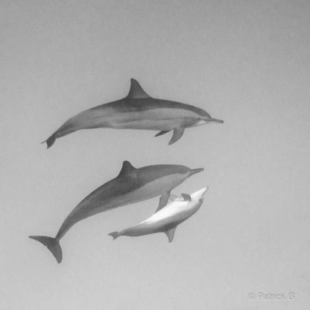 022 patrick stage reserves australes octobre 2019 022 patrick stage reserves australes octobre 2019