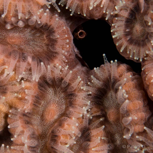 023 patrick stage reserves australes octobre 2019 023 patrick stage reserves australes octobre 2019