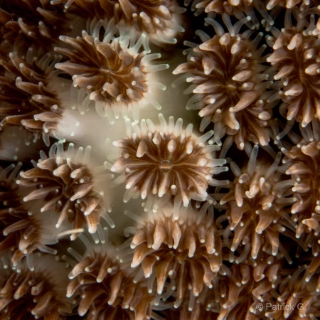 024 patrick stage reserves australes octobre 2019 024 patrick stage reserves australes octobre 2019