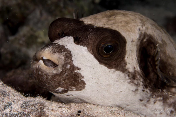 025 patrick stage reserves australes octobre 2019 025 patrick stage reserves australes octobre 2019