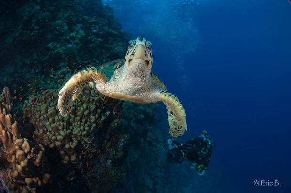 027 eric b stage reserves australes octobre 2019 027 eric b stage reserves australes octobre 2019