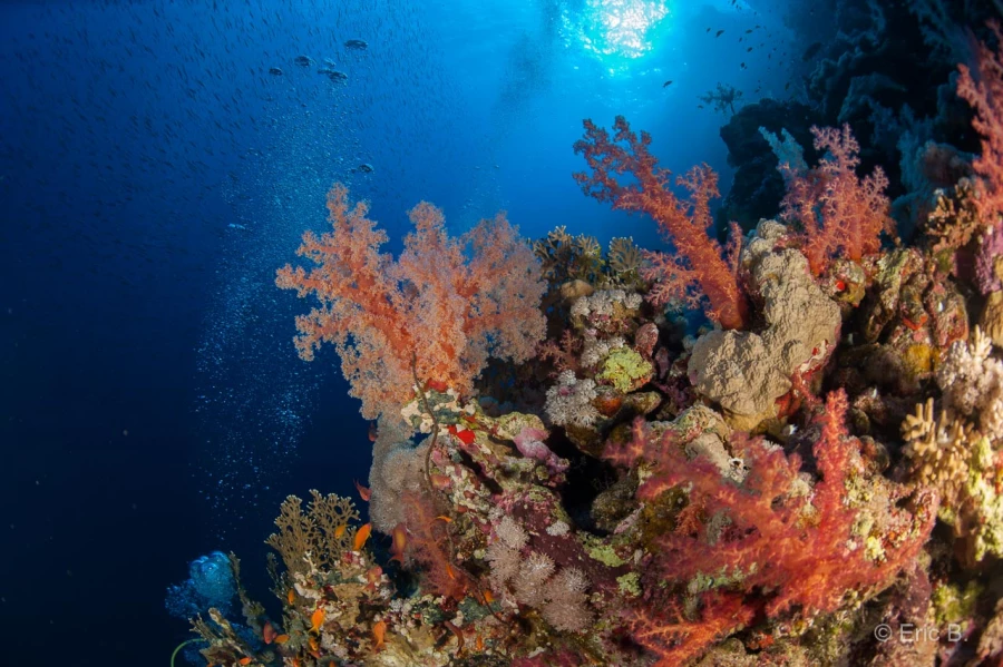 029 eric b stage reserves australes octobre 2019 029 eric b stage reserves australes octobre 2019