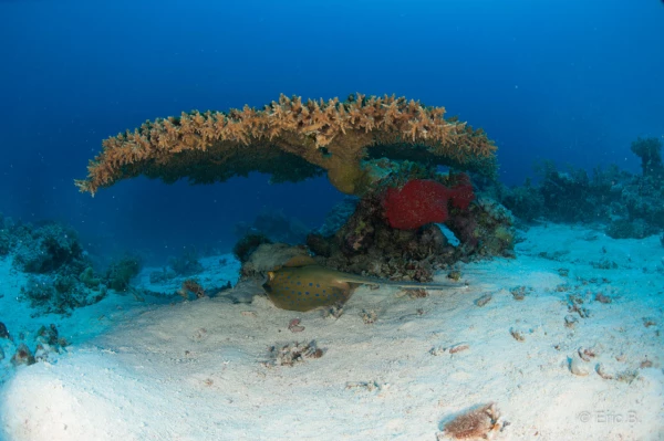 030 eric b stage reserves australes octobre 2019 030 eric b stage reserves australes octobre 2019