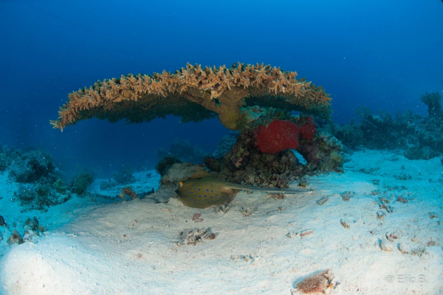 030 eric b stage reserves australes octobre 2019 030 eric b stage reserves australes octobre 2019